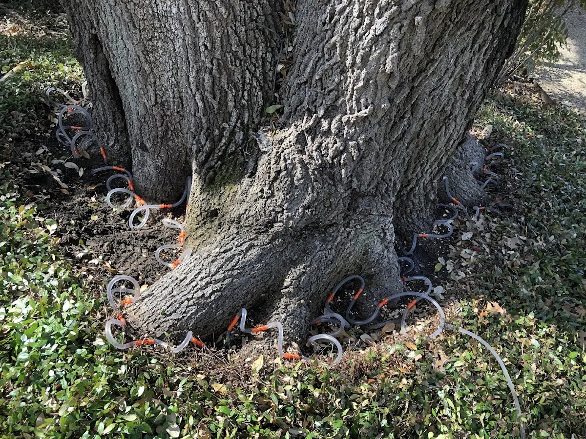 Detailed Tree Cabling and Bracing job site in Fremont Center