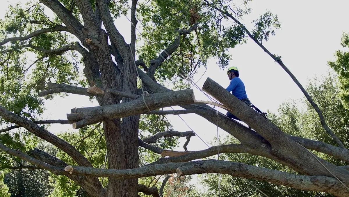 Professional Crown Thinning performed by certified arborists in Fremont Center