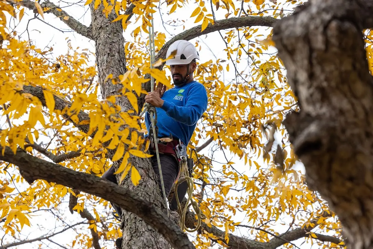 Skilled Tree Pruning crew working in Fremont Center